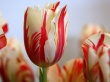 Red Striped Tulip Wallpaer