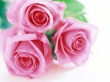Three Roses Wallpaer