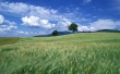 Ears in Wind Wallpaer