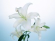 Lily Wallpaer