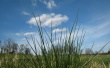 Grass in Screen Wallpaer