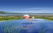 Flamingos Wallpaer