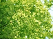 Natural Green Wallpaer