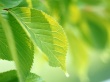 Green life Wallpaer