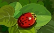 LadyBug Wallpaer