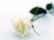 Resting Rose Wallpaer