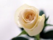 Rose Smell Wallpaer