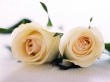 Pair of Roses Wallpaer