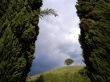 Loney Tree Wallpaer