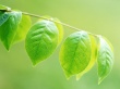 Green Offspring Wallpaer