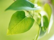 New Leaf Wallpaer