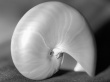 Nautilus Shell Wallpaer