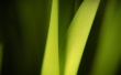 Something alive Wallpaer