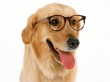 Wearing Glasses Wallpaer