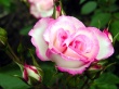 Pink Blossom Wallpaer
