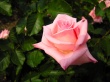 Pink Rose Wallpaer