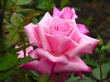 Purple Rose Wallpaer