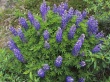 Royal Bloom Wallpaer