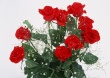 Your Roses Wallpaer