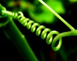 Arched Wallpaer