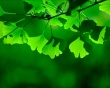 Green Shadow Wallpaer