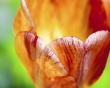 Open Scent Wallpaer