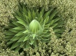 Wild Succulent Wallpaer