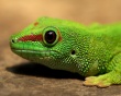 Gecko Wallpaer