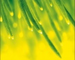 April Shower Wallpaer