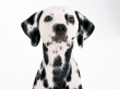 Dalmatian Wallpaer