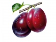 Plums Wallpaer