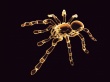 Neon Spider Wallpaer