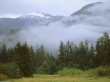 Rain Forest Wallpaer