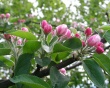 Apple Blooms Wallpaer