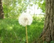 Dandelion Wallpaer