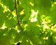 Green Oak Leaf Wallpaer
