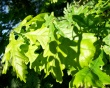 Photosynthesis Tool Wallpaer