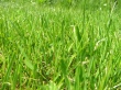 Green Summer Wallpaer