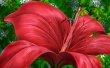 Red Bow Flower Wallpaer