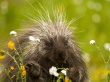 Porcupine Wallpaer