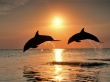 Bottlenose Dolphins Wallpaer