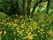 Leopardsbane Wallpaer
