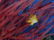 Golden Damselfish Wallpaer