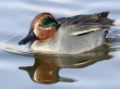 Green-Winged Teal Wallpaer