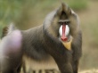 Baboon Wallpaer