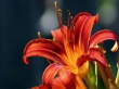 Red Lily Wallpaer