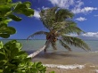 Palm Leaning Wallpaer