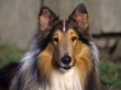 Collie Dog Wallpaer