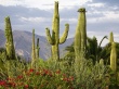Saguaro Cacti Wallpaer