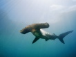 Hammerhead Shark Wallpaer